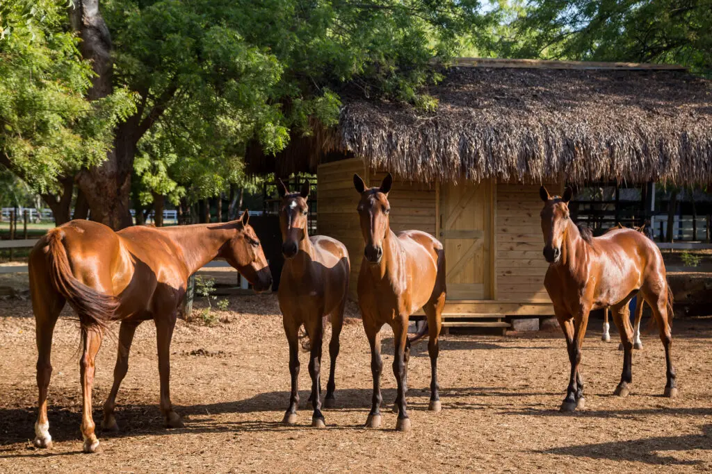 Horses used for horseback riding in the Caribbean