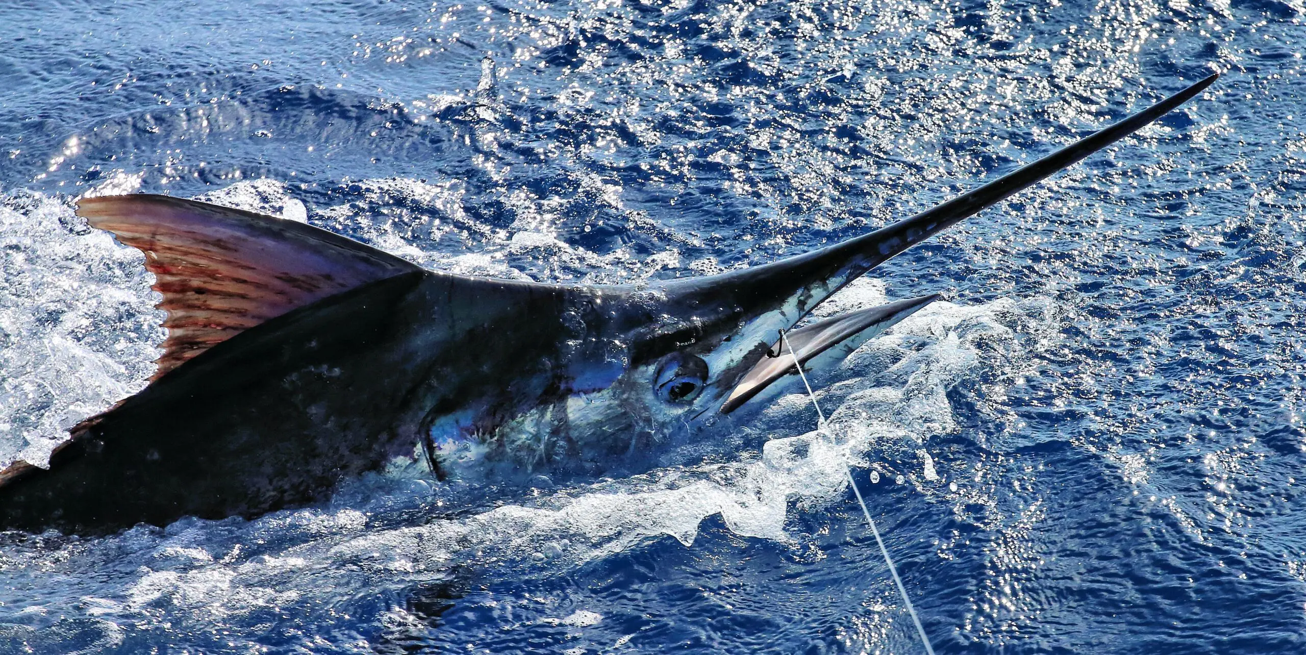 Fish caught at Casa de Campo