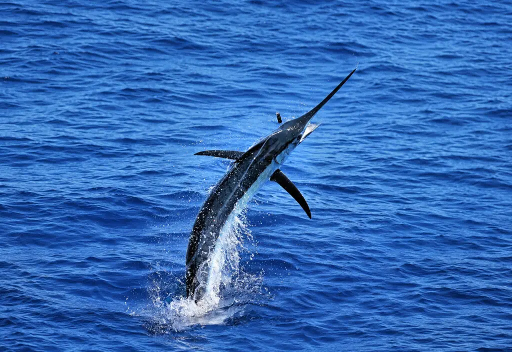 Blue marlin leaping from the Caribbean Sea near Casa de Campo Marina