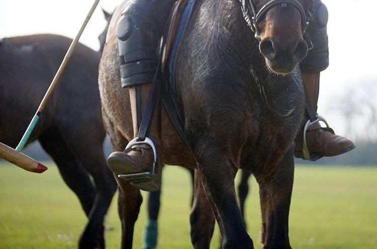 Polo horse at Casa de Campo Resort. 