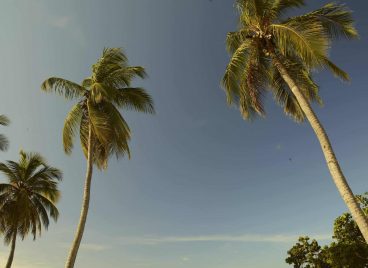 Luxury Dominican Republic Resort palm trees.