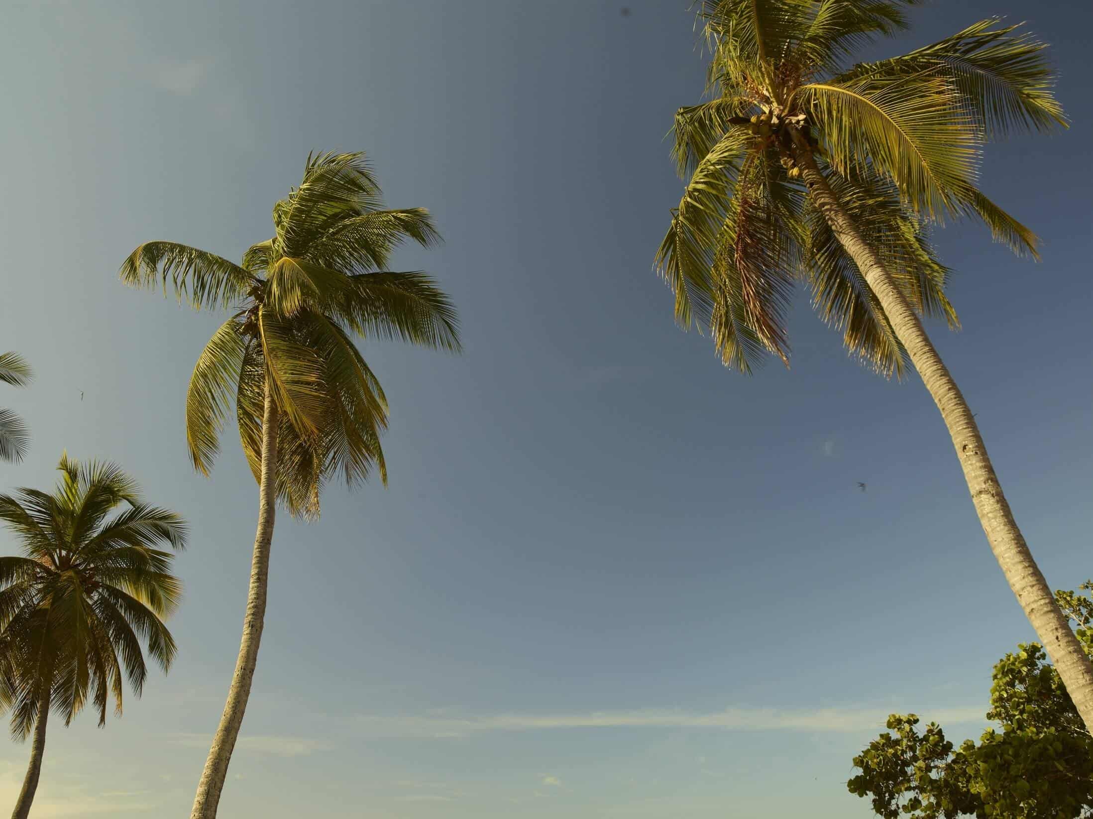Luxury Dominican Republic Resort palm trees.