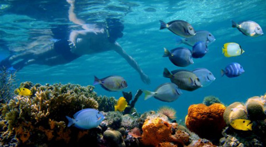 Underwater Water Sports at Casa de Campo Resort &amp; Villas in the Caribbean