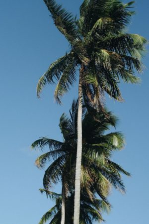 beach-palms