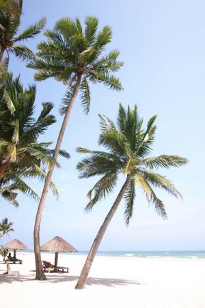 palm-tree-beach