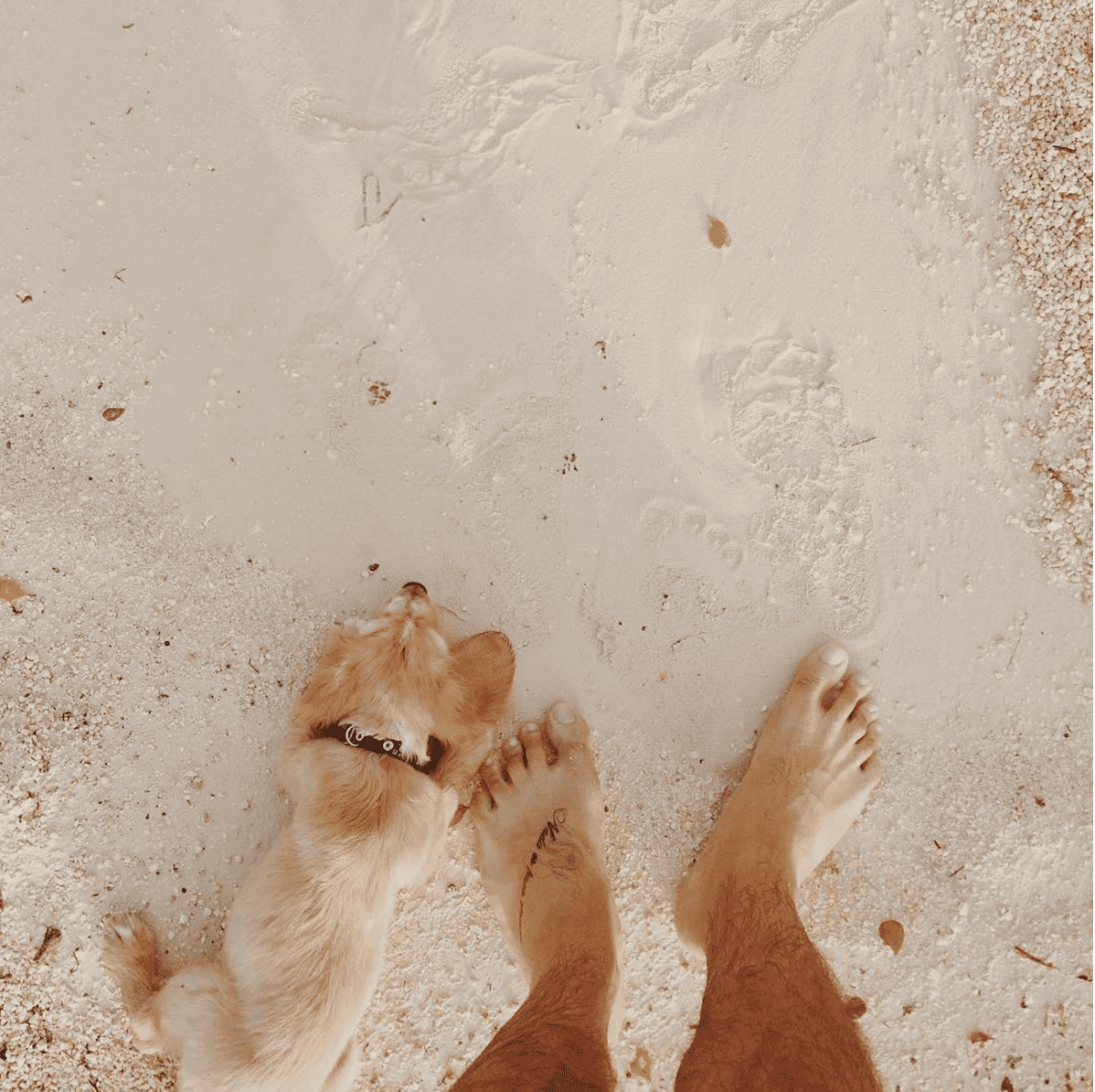 De @picassothecocker